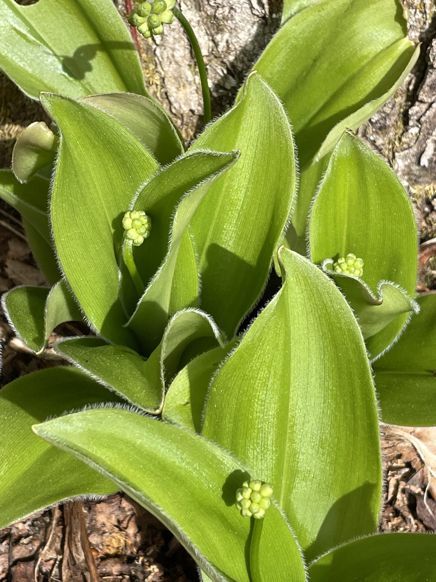Speckled Wood Lily (Clintonia umbellulata in bud)