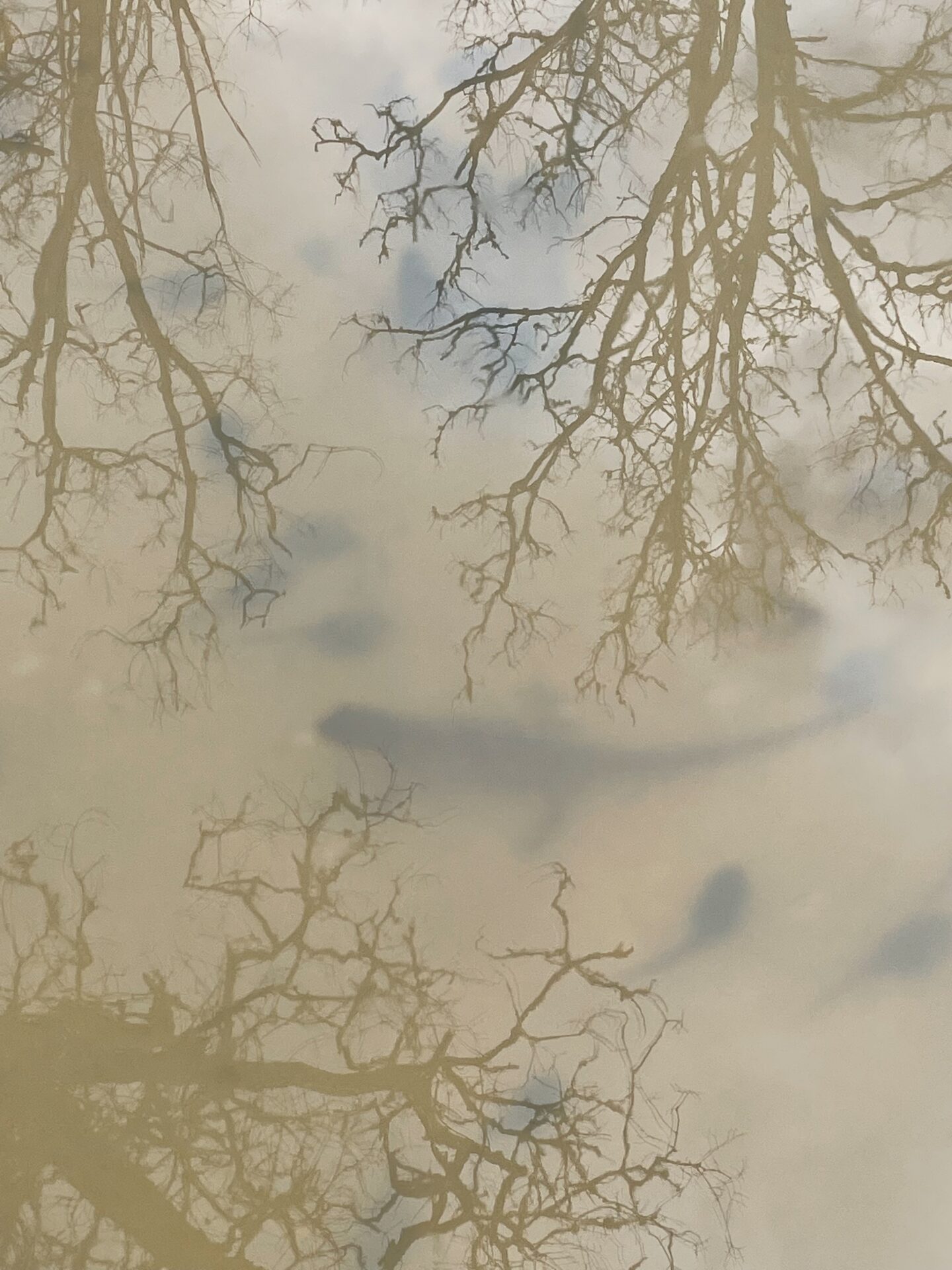 Lizard, tadpoles, and reflected trees