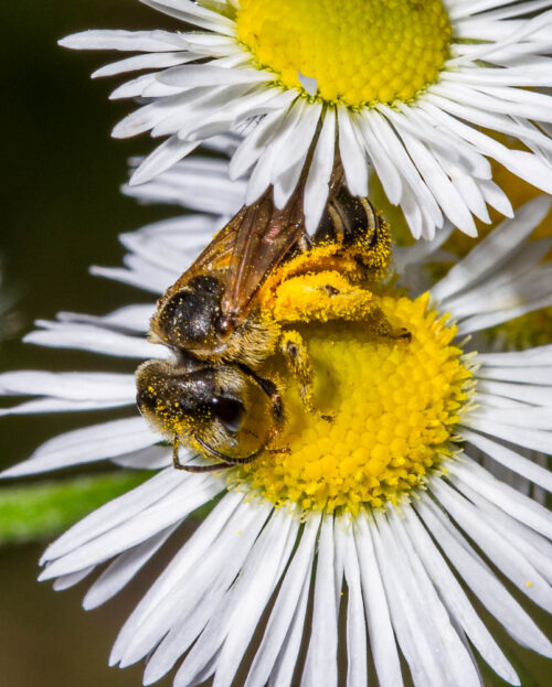 Furrow bee, Halictus sp. (by Stephen Hall)