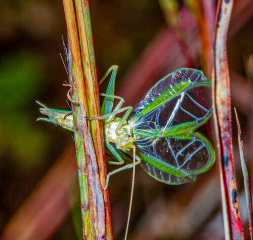 Fast-calling Tree Cricket, Oecanthus celerinictus (by Stephen Hall)