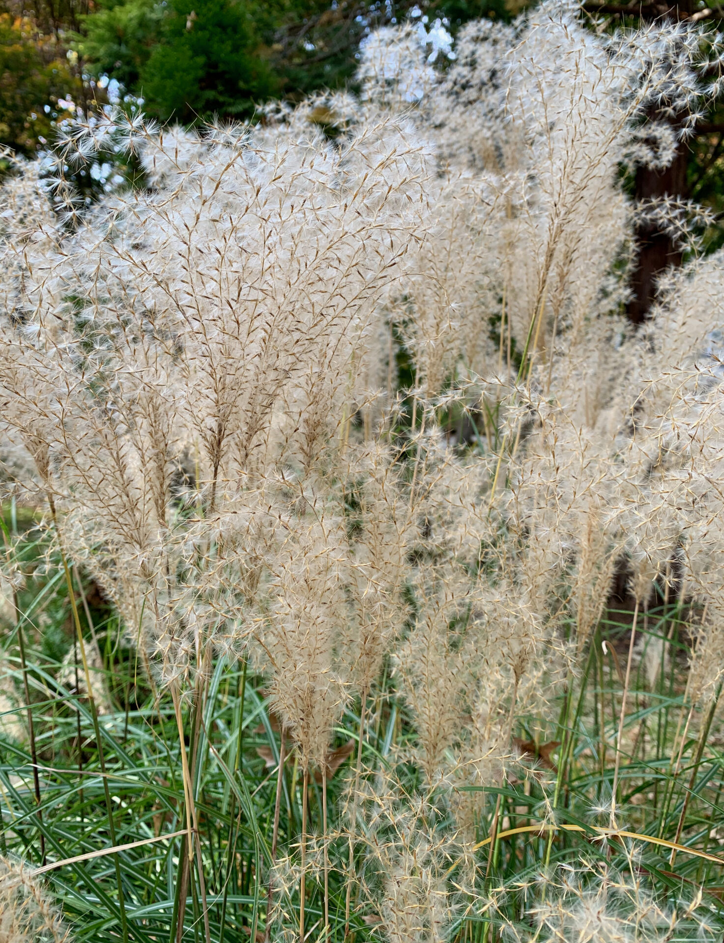 Chlorofiends! What’s Up With ‘Sterile Cultivars’? - North Carolina