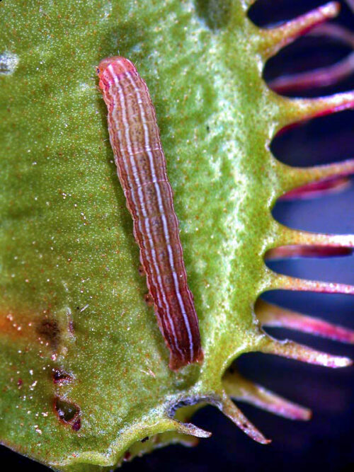 Sundew Dart Moth larva, Hemipachnobia sp. (by J.B. Sullivan)
