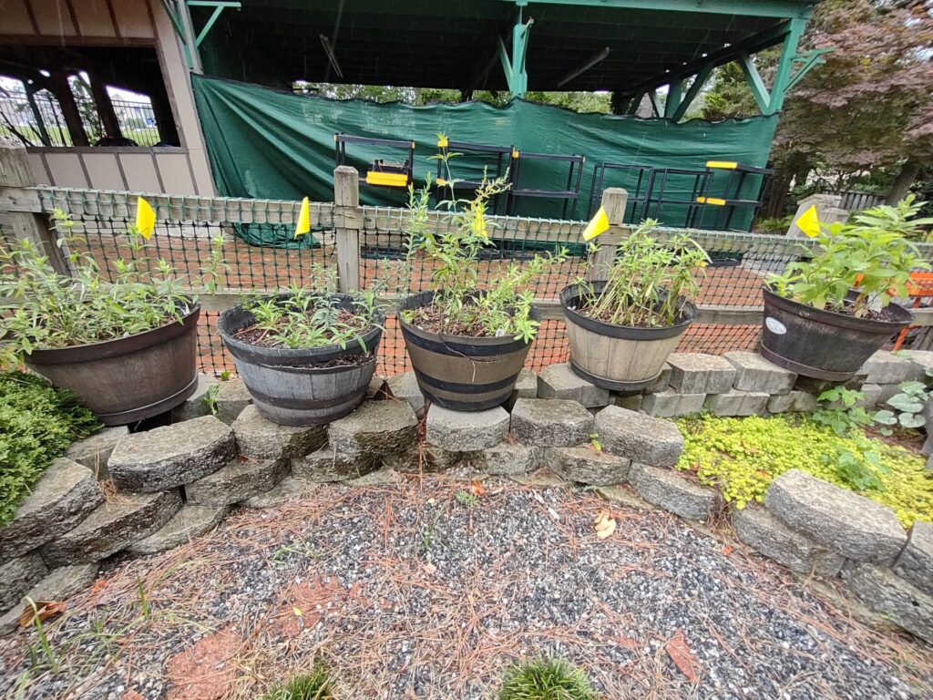 Plants in "whiskey barrel" planters