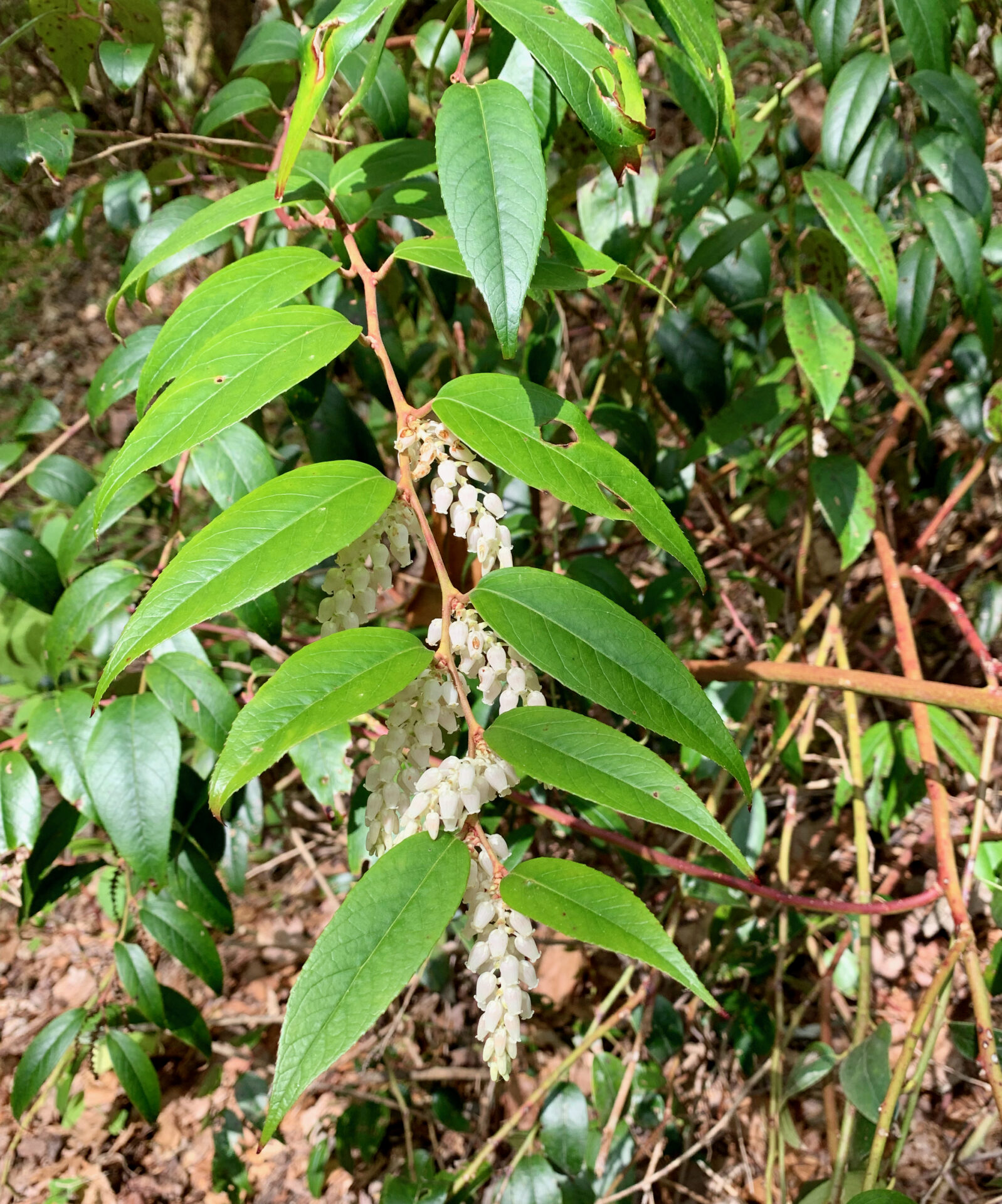 Mountain Doghobble (Leucothoe fontanesiana)