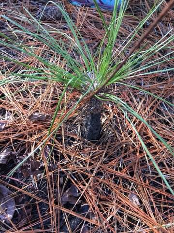 Longleaf pine showing evidence of survival of controlled burn