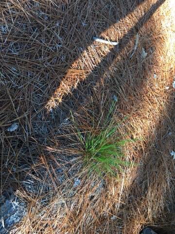 Longleaf Pine grass stage