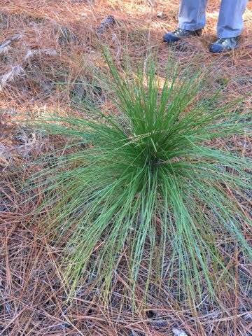 Long Leaf pine first growth spurt