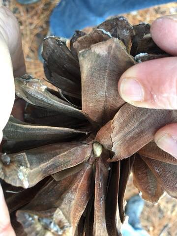 Seed inside long leaf pine cone