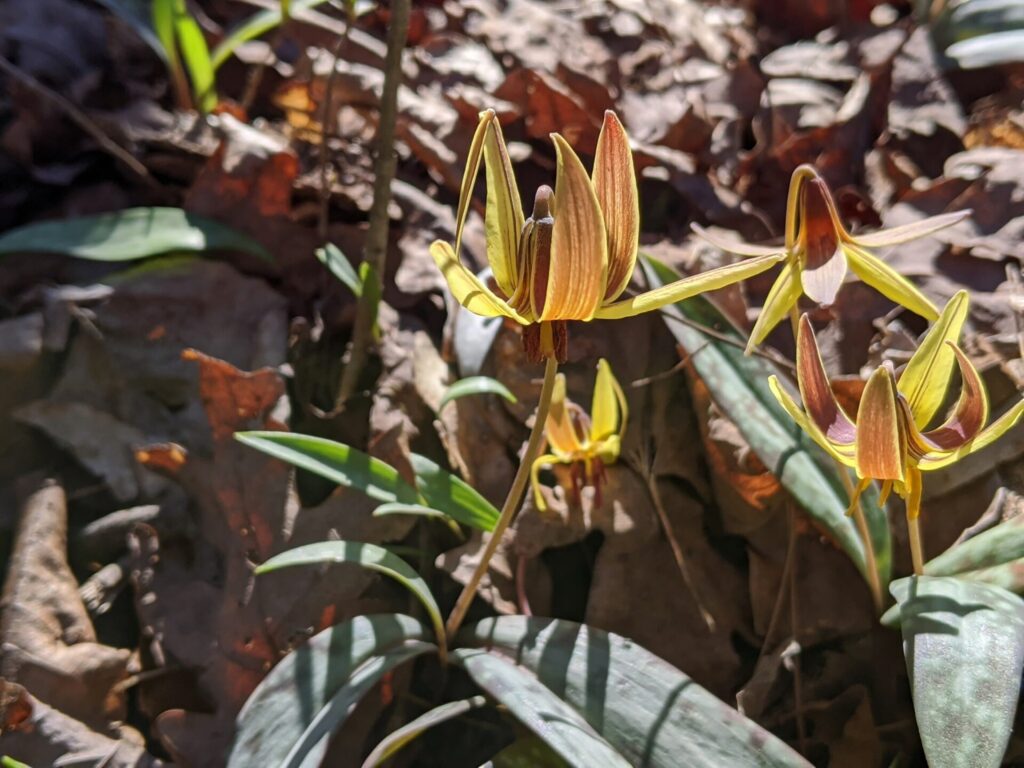 Dimpled Trout Lilies (Erythronium umbiculatum).