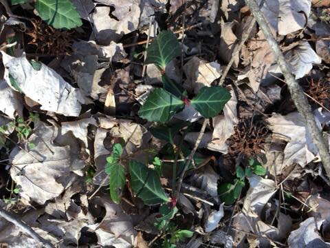 Chimaphila maculata - spotted wintergreen.
