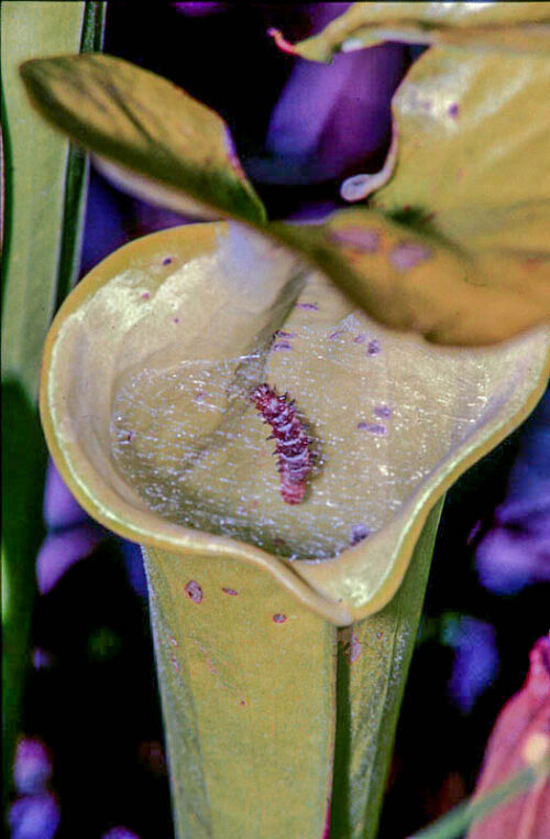 Pitcherplant Moth, Exyra ridingsii (by Stephen Hall)