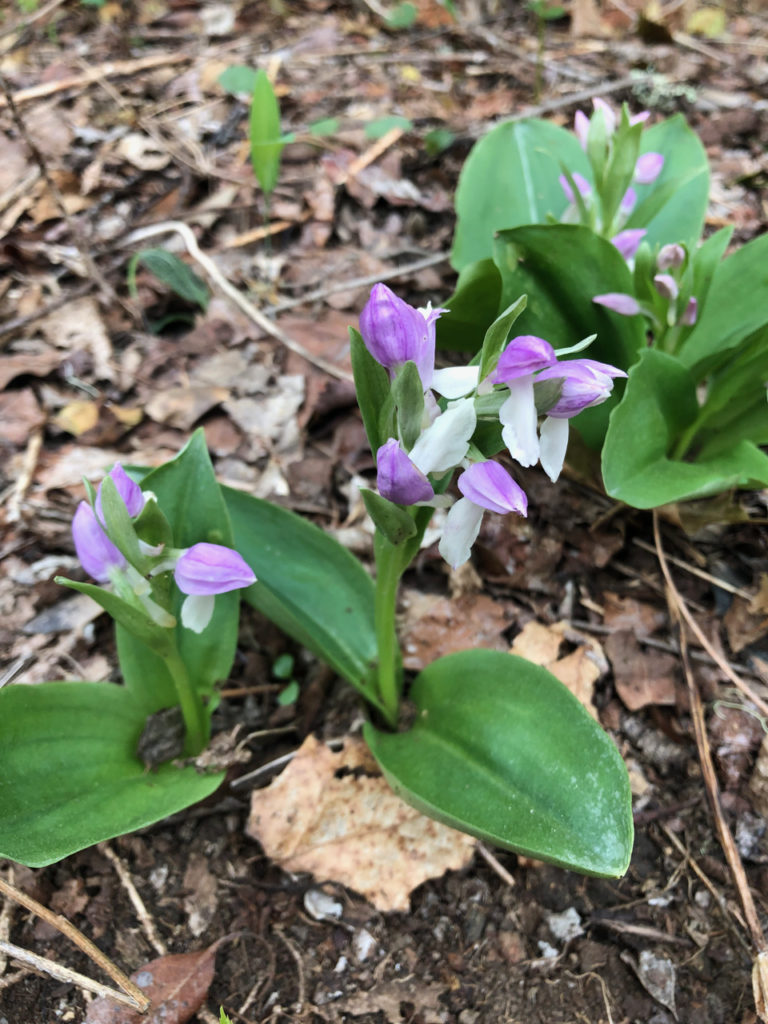 Showy Orchis (Galearis spectabilis) in bud and bloom