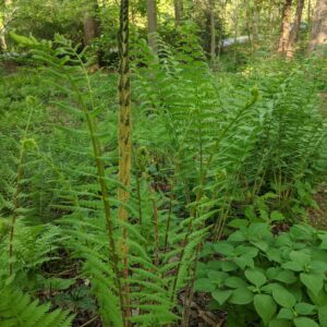 Dryopteris ferns, probably Southern Wood Fern (D. ludoviciana) or LogFern (D. celsa)