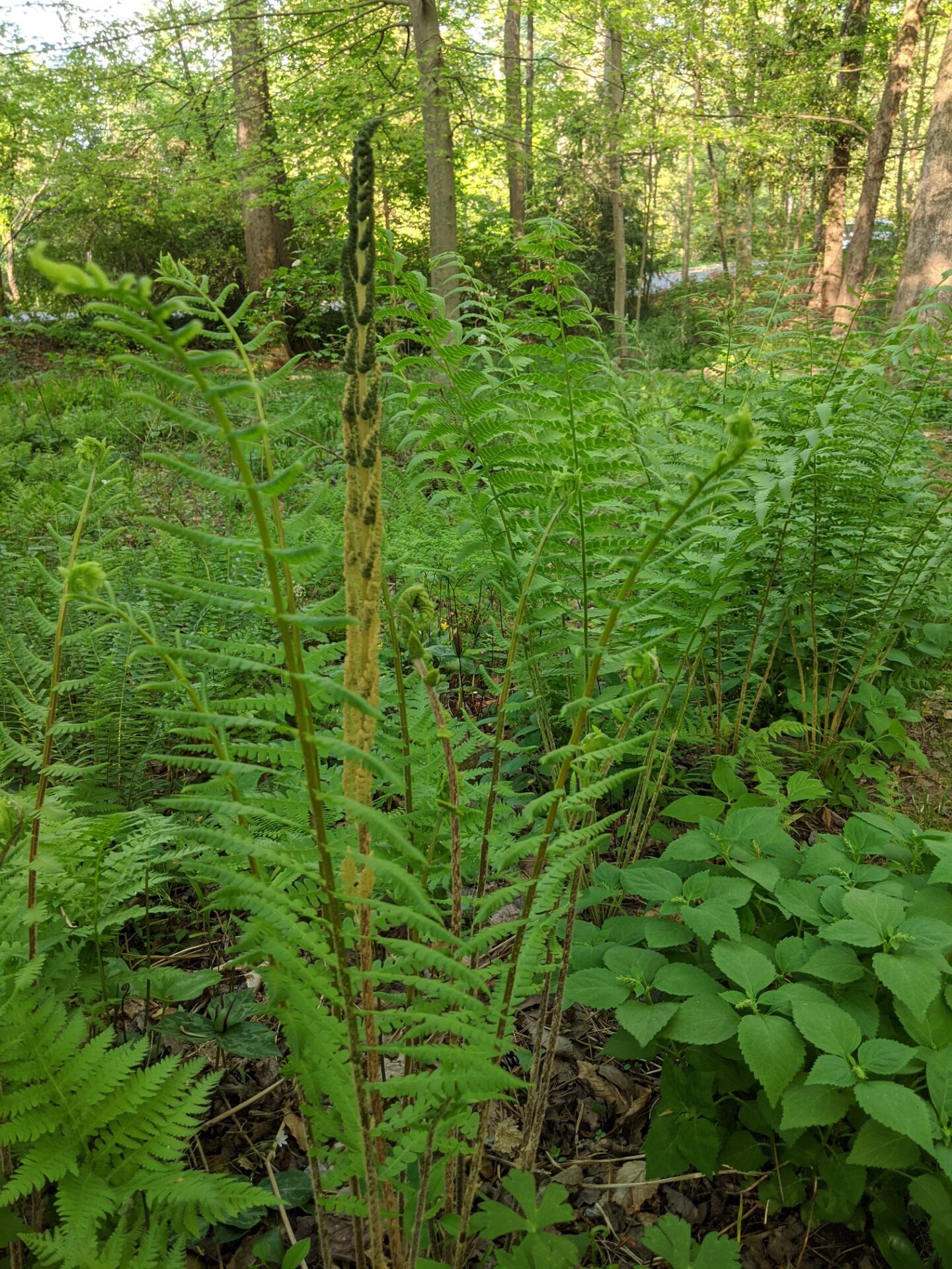 Dryopteris ferns, probably Southern Wood Fern (D. ludoviciana) or LogFern (D. celsa)