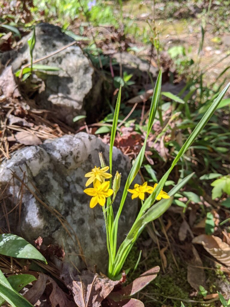 Yellow Star Grass (Hypoxis hirsuta). This is in the lily family - not a grass.