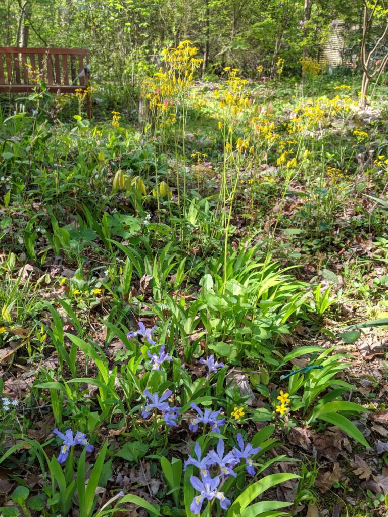 Dwarf crested iris (Iris cristata), green-and-gold (Chrysogonum virginianum), and golden ragwort (Packera aurea) near the garden pond