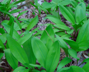 Allium tricoccum - Ramps