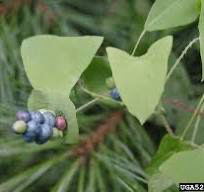 Asiatic tearthumb (Persicaria perfoliata)
