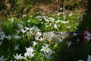 Zephyranthes atamasco, Atamasco lily