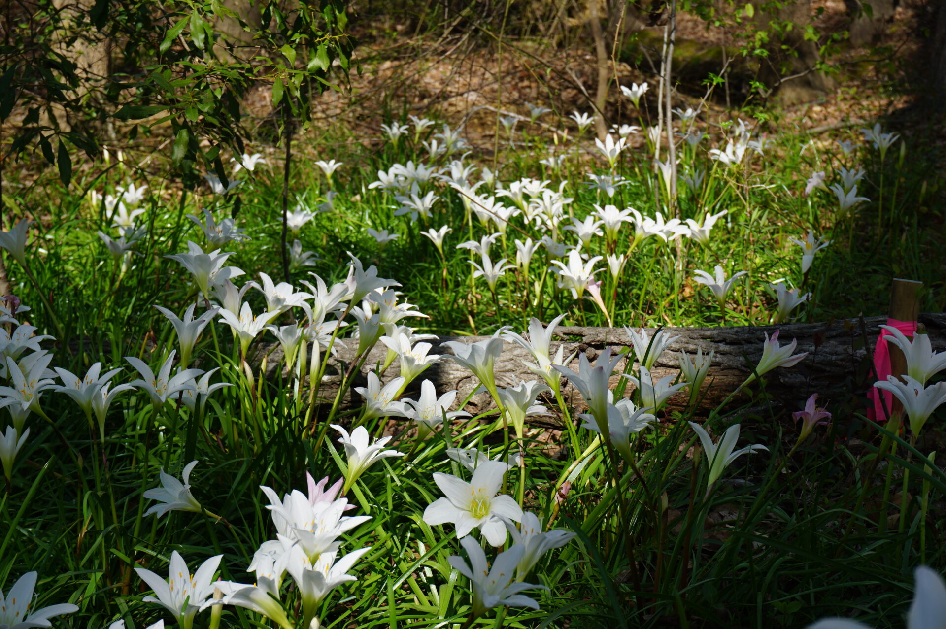 Zephyranthes atamasco, Atamasco lily
