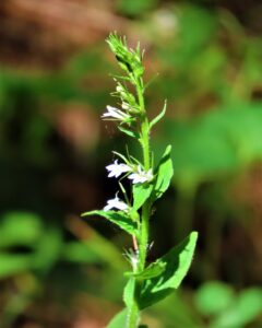 Indian Tobacco