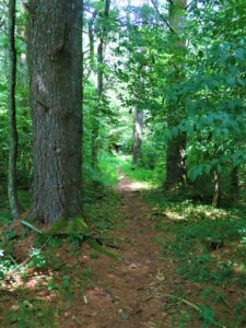MST Loop Trail