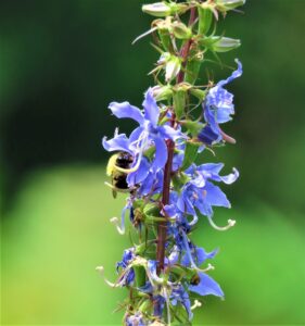 American Bellflower