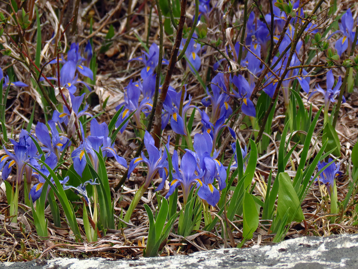 Dwarf Iris on Flat Rock