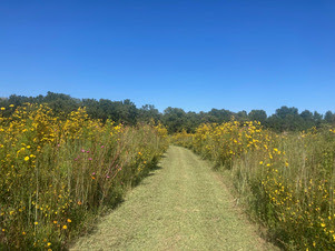 Bluestem-Preserve