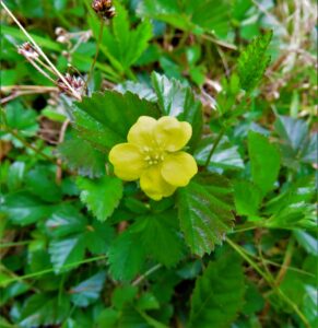 Cinquefoil common or oldfield Potentilla above Heart Pond