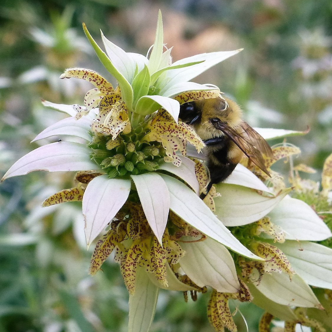 Why Are Pollinators Important? - North Carolina Native Plant Society