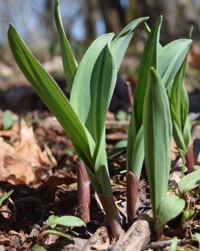 Ramps emerging in the spring