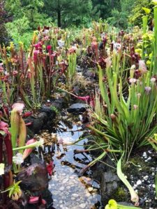 pitcher plants, bog garden