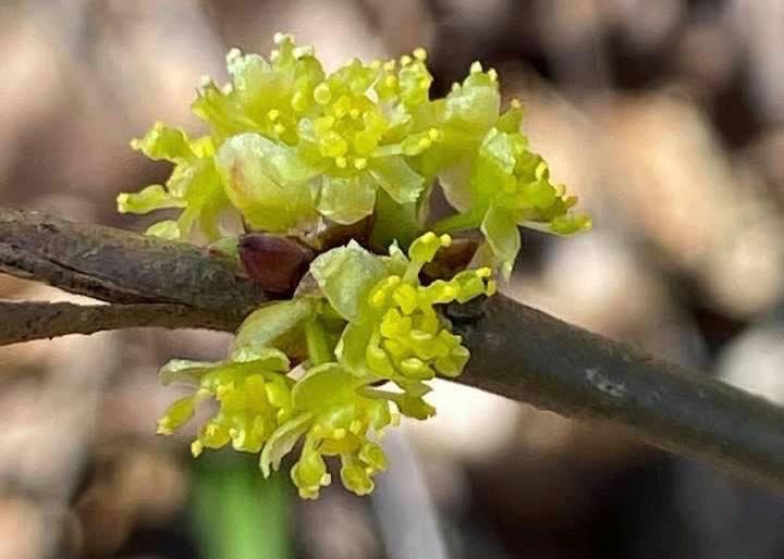 Sassafras albidum blooming