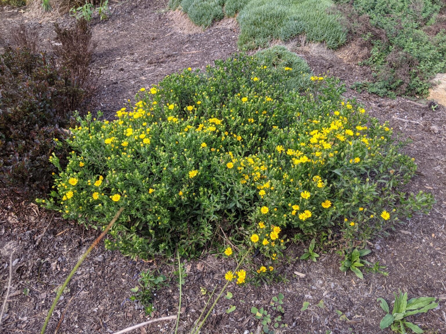 21/10/03 Forest Ridge Park North Carolina Native Plant