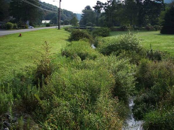 Native Plants Can Help Erosion!