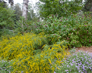 Fireworks-with-beautyberry-and-aster