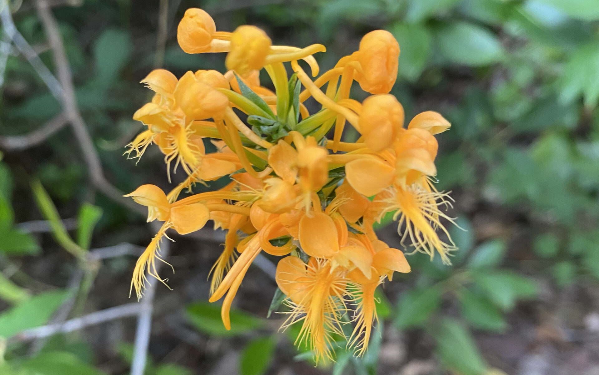 Fringed Orchid