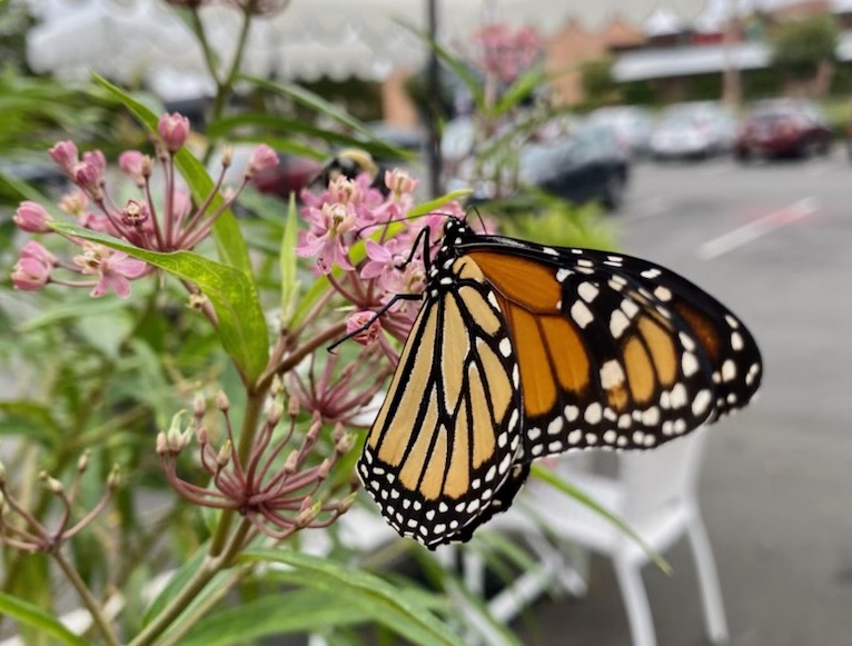 Monarch butterfly on swamp milkweed in the container native plant garden at Maxie B's (photo by Robin Davis)