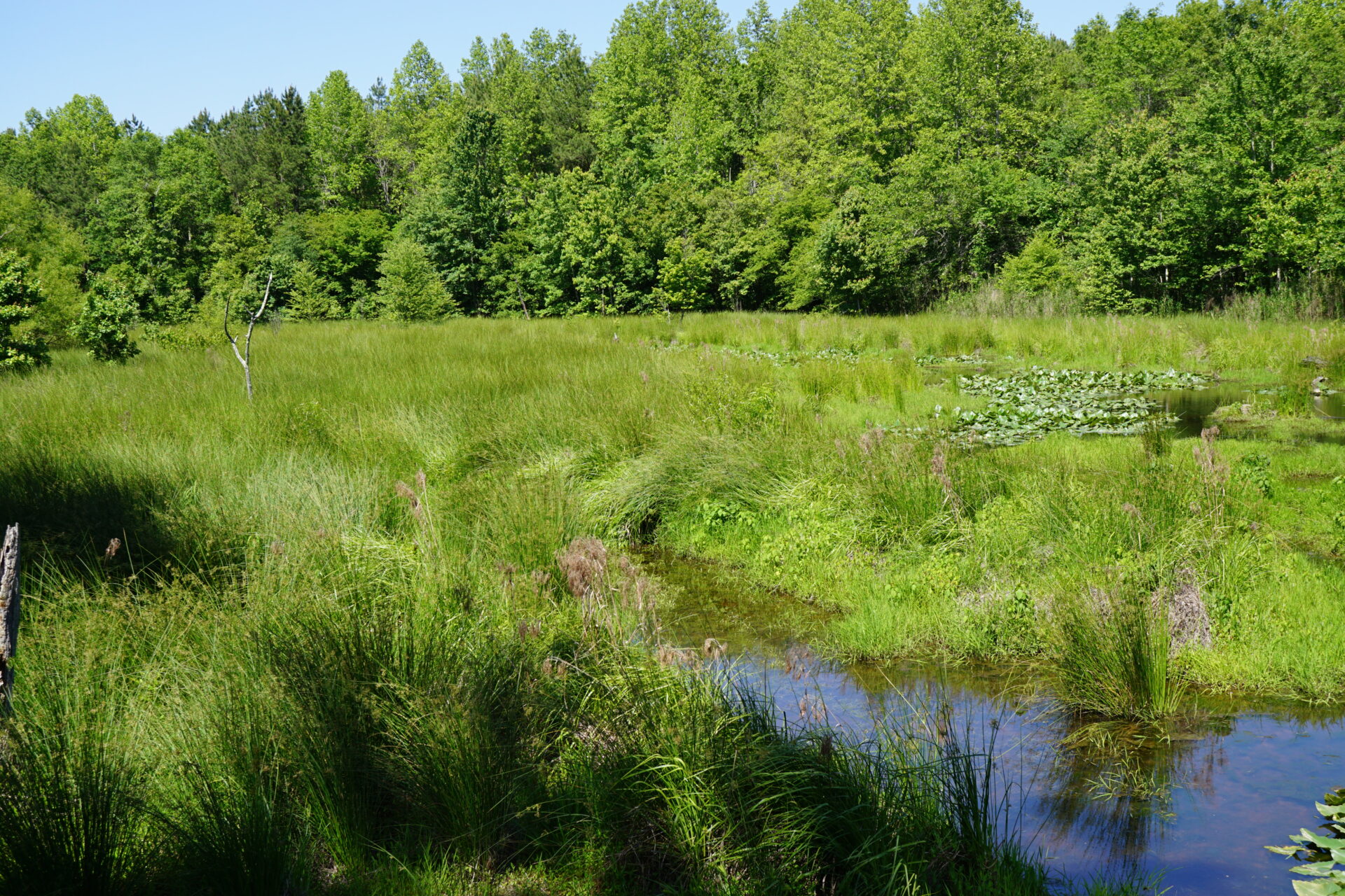 North Carolina’s Wonderful Wetlands Rooted in Plants North Carolina Native Plant Society