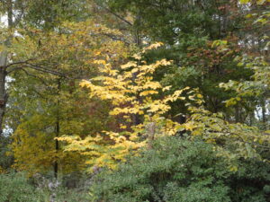 Cladrastis kentukea, Yellowwood
