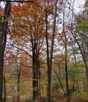 Horseshoe Nature Preserve