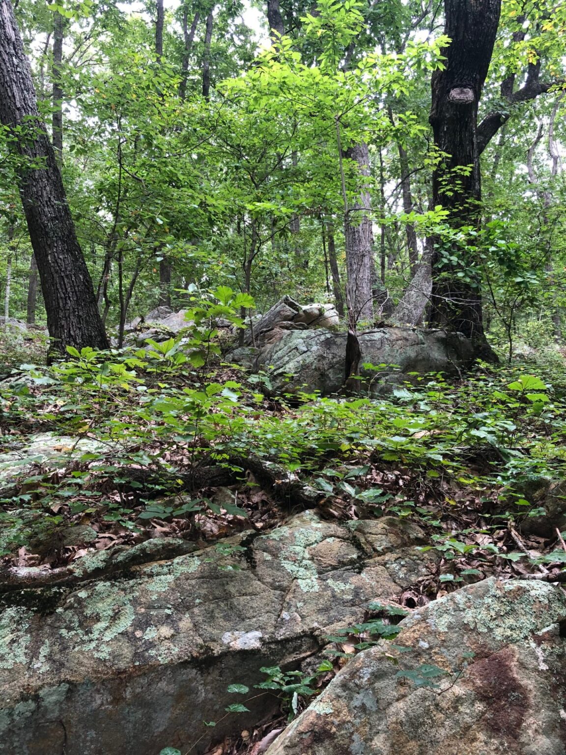 Exquisite Cane Creek Mountains Natural Area - Pine Hill Trailhead Capture Nature Exquisite Cane Creek Mountains Natural Area - Pine Hill Trailhead Capture Nature