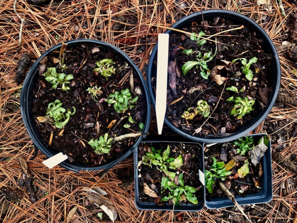 bloom stem cuttings of Lobelia cardinalis. Plantlets develop in the nodes of Lobelia and Penstemon bloom stems and they can be pulled off the stem or planted with a small section of stem attached. I think Pentstemon plantlets may develop by midsummer, Lobelia blooms a bit later.