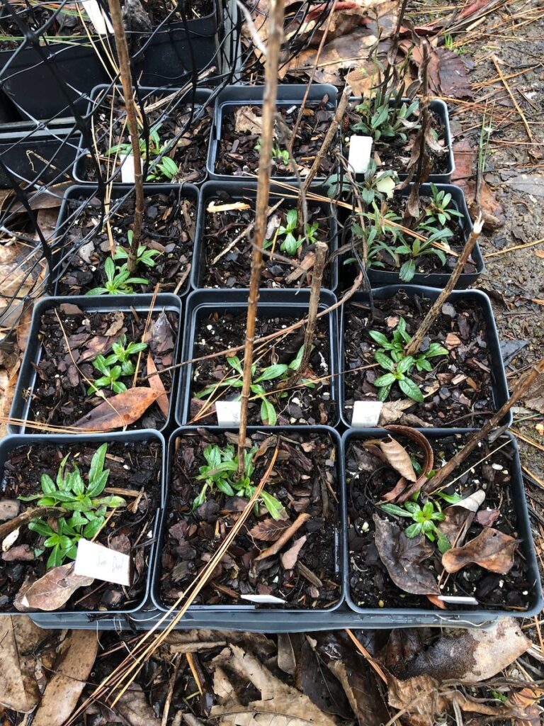 These are stem divisions of Helianthus angustifolius, with 2 pots of Solidago rugosa divisions at upper right. I believe I dug up the entire clumps of these and then divided them into stems with roots.