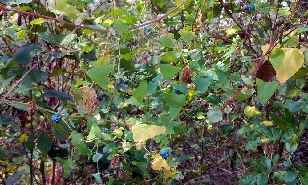 Boone Greenway Invasive Plant Removal North Carolina