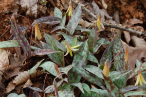 Erythronium umbilicatum, Dimpled Trout Lily