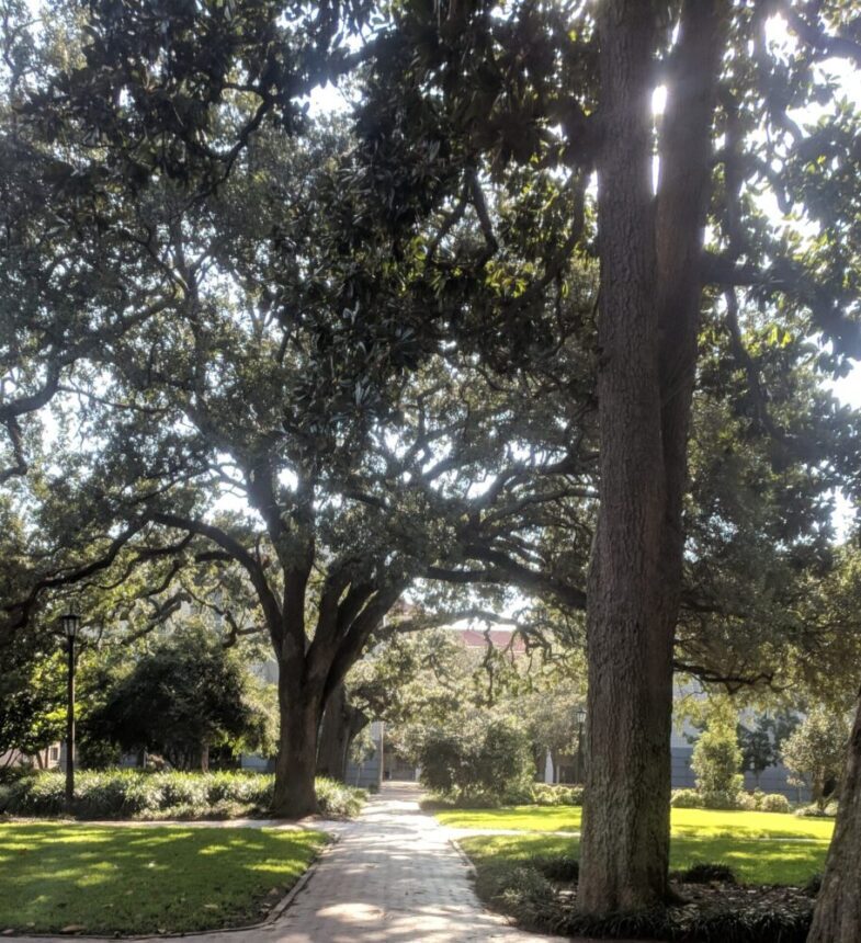 Live oak