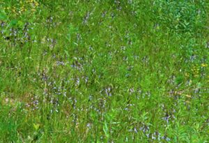 Lyre leafed sage on Heart Pond dam