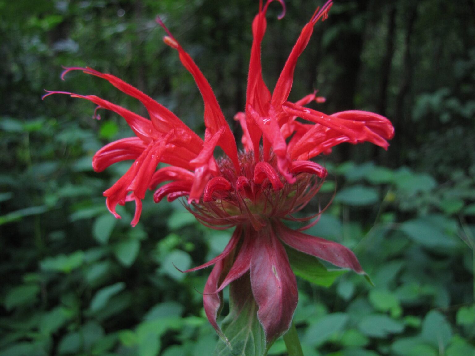 Julie Roberts's Top Ten Native Plants for the Mountains North